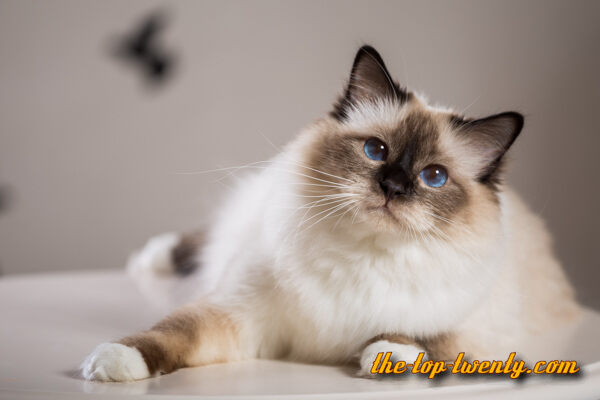 Birman cat